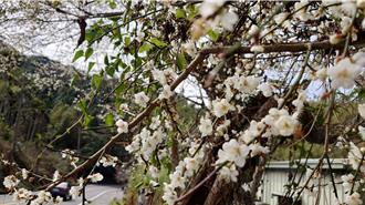 阿里山梅花雪白浪漫！花況盛開大爆發 櫻花季緊跟其後