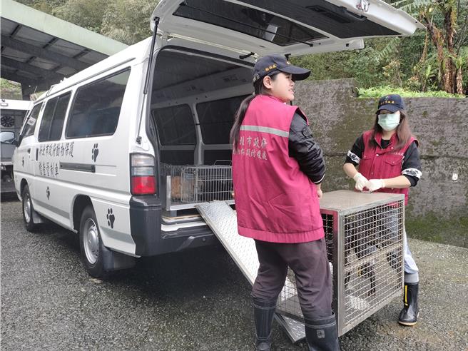 女性動保員操作運輸籠上下車簡單容易。（新北市動保處提供）