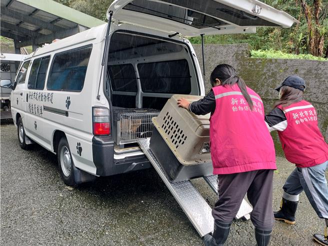 滑坡設計讓大型運輸籠上車變得更輕鬆。（新北市動保處提供）