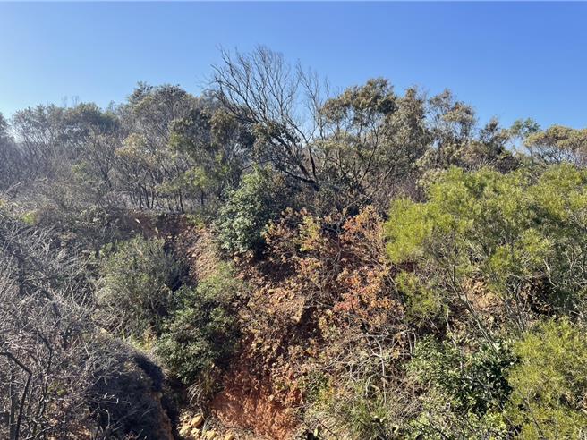 新丰乡军方坑子口靶场附近14日有杂草火警案件，当天军方办理地面武器射击训练，疑似与火警有关。（竹县消防提供／邱立雅竹县传真）