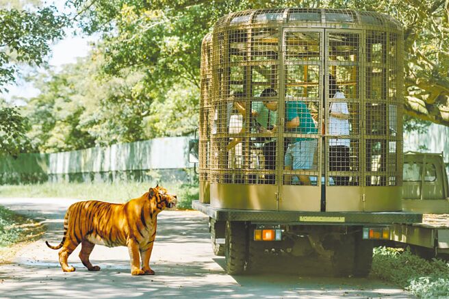 全台唯一「勇闯猛兽岛体验」可近距离感受野生动物近在眼前的震撼。（六福旅游集团提供）