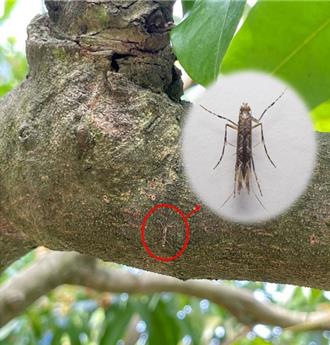 細蛾猖獗恐重創荔枝產量 高雄農業局籲農友速採防治措施