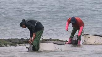 澎湖低温助长海菜丰收 民眾抢收「绿金」赚年终奖