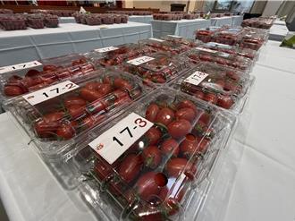 年度最佳小番茄出爐 雲林土庫農友奪冠 甜度高達11度