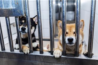 竹縣動保所助非法繁殖場毛孩重生 1／22開放認養