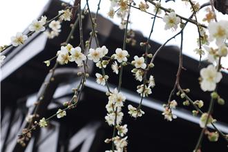 竹東蕭如松藝術園區換門面 爭取來客數突破4萬人