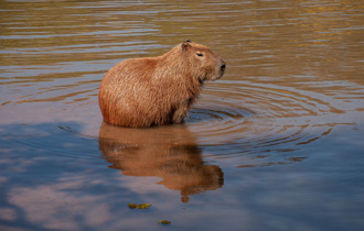 淡定水豚抓狂！她被壓到湖中撕咬 恐怖畫面全被拍