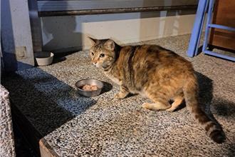 宠物食品重金属超标 乾饲料、营养补充品皆上榜