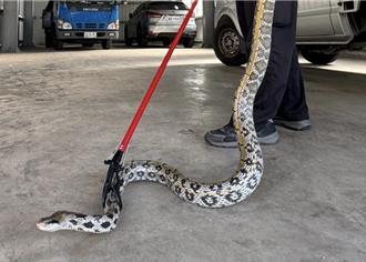 「最美家蛇」躲雞舍吃蛋 罕見2公尺身長嚇壞民眾