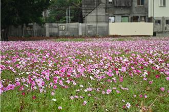 春遊賞花好所在 彰化線東路南北兩端美麗花海迎賓