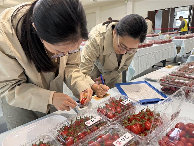 台南农改场人员为参赛小番茄测试糖度。（宝智华摄）