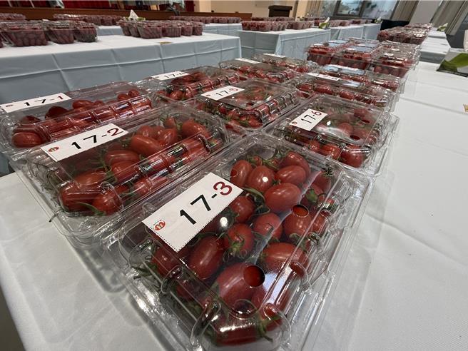 小番茄今年受气候影响，裂果率逾5成，目前拍卖价飙高。（宝智华摄）