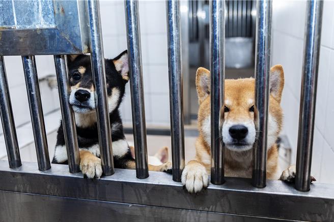 新竹县动物保护防疫所查获非法繁殖场救出的39只毛孩，在细心照料后均已恢復活力，将在22日公开认养有13只柴犬，15日起连3天开放参观，希望尽快为毛孩找到具有爱心和责任心的新主人。（罗浚滨摄）