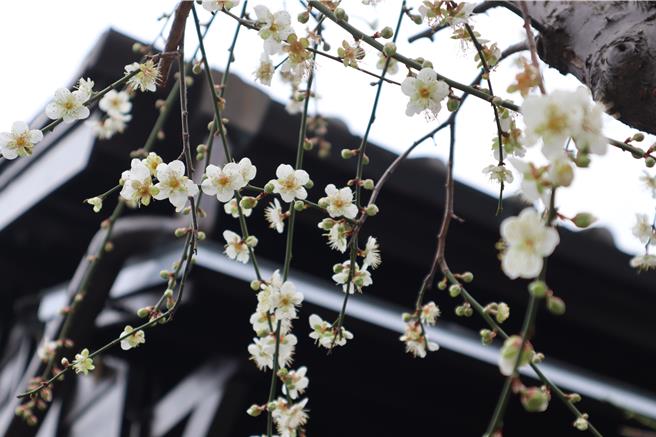 蕭如松藝術園區梅樹開花了。（邱立雅攝）