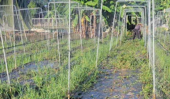 为了降低损失，番茄农友林万达决定将休耕后田地改种其他作物。（林万达提供／林雅惠高雄传真）