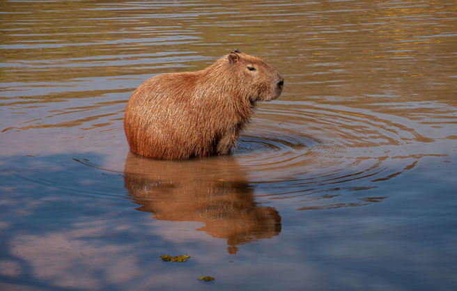 哥倫比亞一名女子到湖中游泳，意外遭一隻抓狂的水豚攻擊撕咬。（示意圖：Shutterstock／達志）
