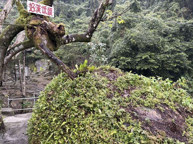 新北市三峡发生男子意外跌落山坡，消防队到场将人救起，但已无呼吸脉搏，随后由救护人员急救送医。（翻摄画面）