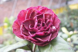 走入童話故事 台北茶花展8000株鬱金香迎賓