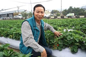 草莓強抗病性新品種亮相 台中農友研發5年推出「甜蘋果」