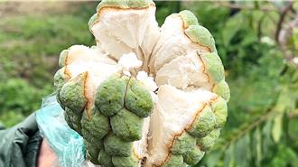 台東釋迦產量銳減逾5成 再遇寒流襲擊 農民套袋保收成