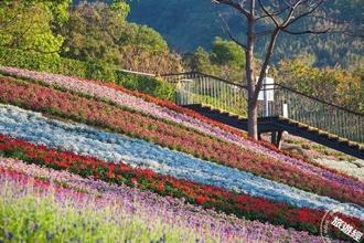 台北三層崎花海盛開 彩色浪花海點綴北投春光