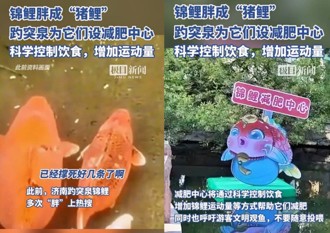 別再餵了！ 水中錦鯉慘變「氣球」 陸大爺：都撐死好幾條了