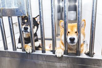 竹縣 動保所37隻毛孩 1／22開放認養