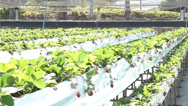 許明興經營觀光果園。（李京昇攝）