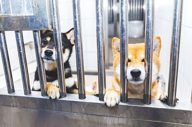 新竹县动物保护防疫所查获非法繁殖场救出的毛孩，在细心照料后均已恢復活力，将在22日办理公开认养，15日起连3天开放参观。（罗浚滨摄）