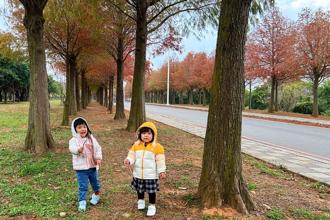 春節連假玩樂園 年味活動滿檔 落羽松限定美景吸人氣