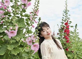 彰化田中窑万棵蜀葵花迎春盛开 艺术与自然完美结合