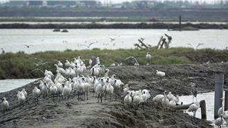 影》800隻黑面琵鷺齊振翅 嘉縣布袋廢鹽田成候鳥天堂