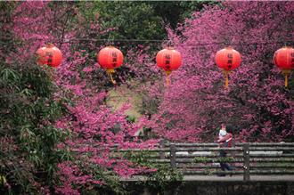 汐止康誥坑溪櫻花綻放 夢幻河景色映眼簾 夜間再看溪澗夜櫻