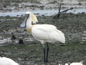 「國際大使」作客新北 白琵鷺、黑面琵鷺現蹤五股濕地