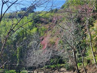 雲林櫻花祕境估計1月底盛放 接駁車從大年初一開到3月初