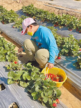 草莓新品種甜蘋果 抗病性強