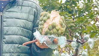 台東 冷到裂果減產 無緣好釋成雙