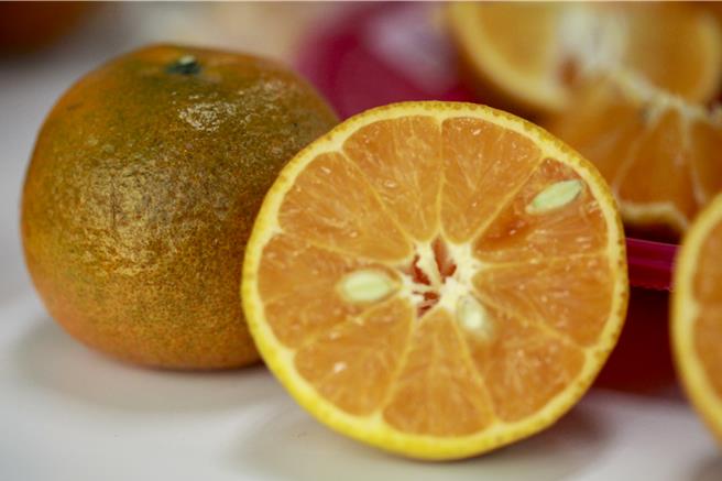 头份市农会举行桶柑评鑑比赛，今年的桶柑品质保持稳定，去年虽然受气候变迁影响，产量有所下降，但品质依然不受影响，仍保持多汁且带有轻微酸味。（吕丽甄摄）