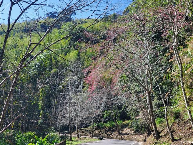 草岭石壁17日的樱花花况，目前多数仍含苞。（周丽兰摄）