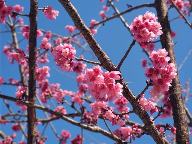 整株盛放的仅少数几棵，预计本月底才会见道樱花海美景。（周丽兰摄）