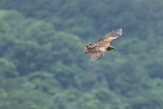 黑鳶北海岸族群達歷年最高紀錄 貢寮成「鳶海」