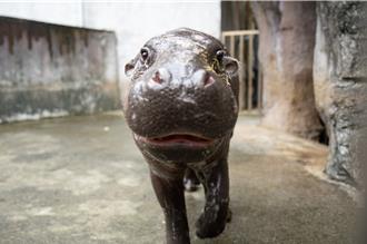 新加坡侏儒河馬「Thabo」 明台北市動物園亮相