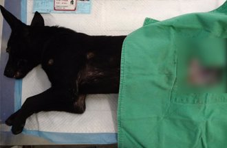 北市犬貓絕育補助過低、過程繁瑣 飼主申請意願逐年下降