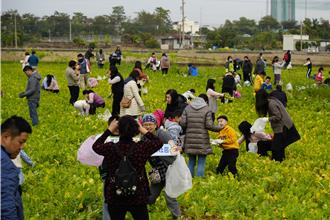 南投市蘿蔔田開拔 市長張嘉哲與230組親子同樂