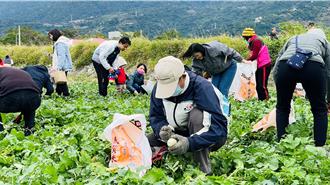 台東有機農場首試種白玉蘿蔔 逾百民眾「拔得好彩頭」