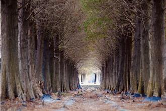 六甲落羽松轉紅 台南熱門打卡景點正美！
