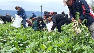 台東關山千人蘿蔔季登場 冬日寒風難擋民眾熱情開拔