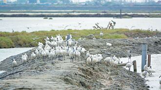 布袋廢鹽田 候鳥度冬新天堂