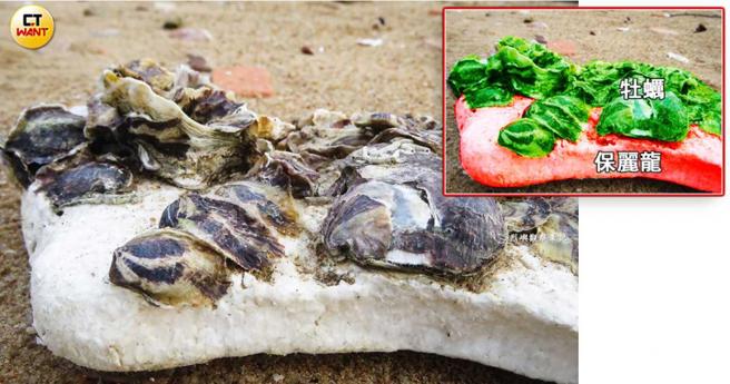 保丽龙渔具导致海洋浩劫，金门养殖渔业如今却仍在使用，还有牡蛎长在保丽龙上。（图／翻摄金门潮间带脸书，CTWANT合成）