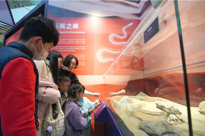 蛇年将至上海自然博物馆特展80件蛇类标本。（ 上海科技馆提供）